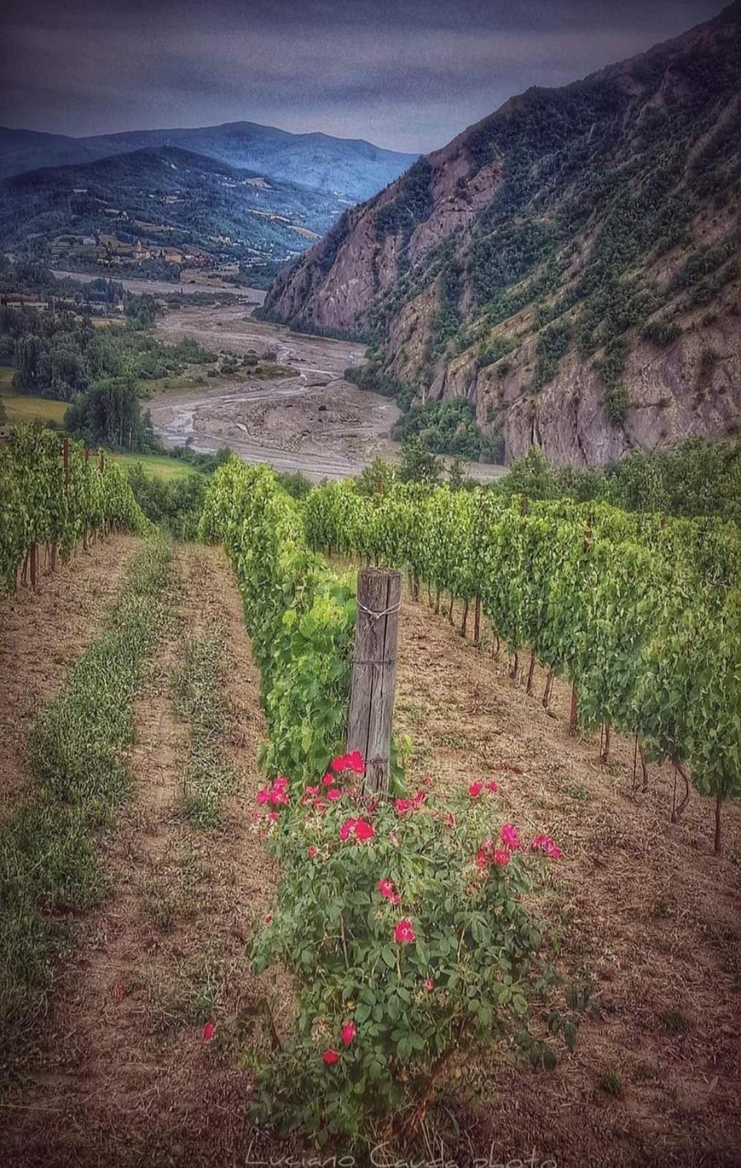 La Casa Della Lavanda Borgo Adorno Esterno foto