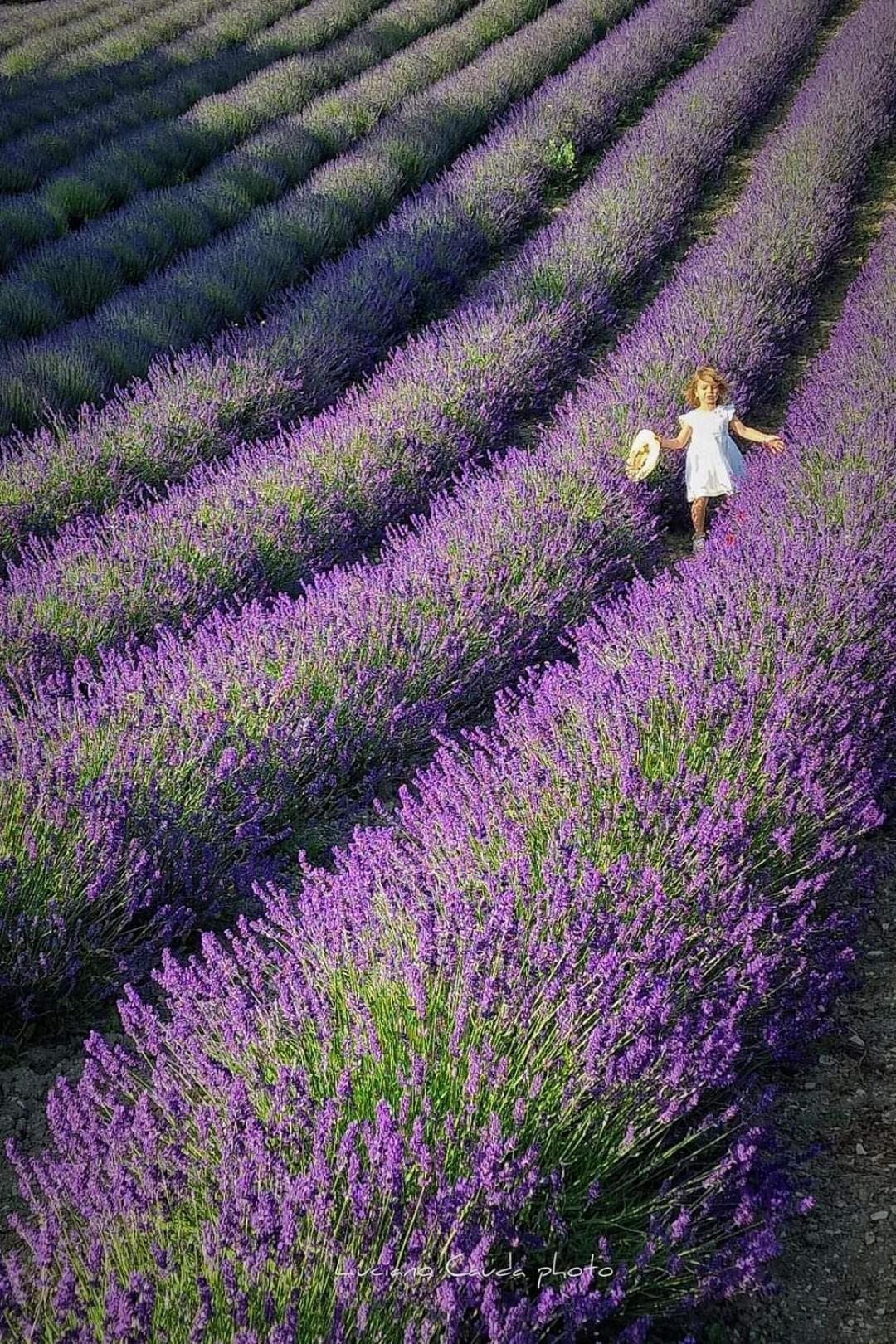 La Casa Della Lavanda Borgo Adorno Esterno foto